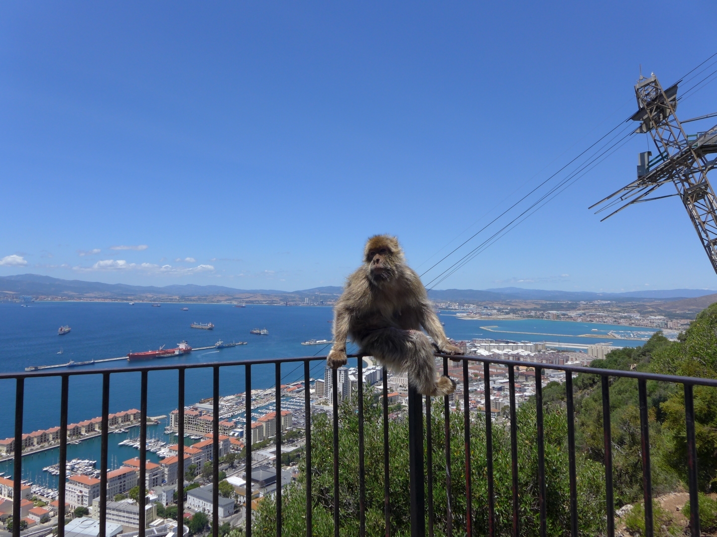 Gibraltar- państwo małp