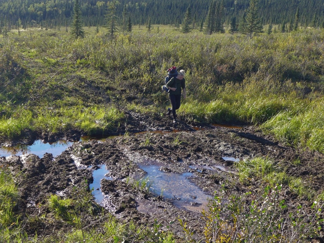 szlak stampede